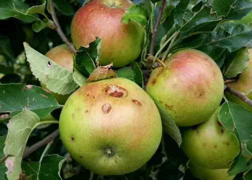 Time to Protect Your Crop, Codling Moth Is Flying Again and Laying Eggs