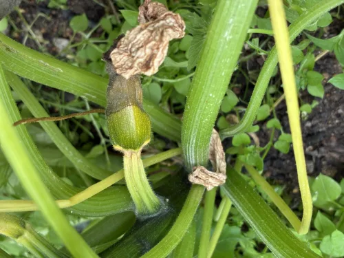 Why Zucchini Rot Before They Reach Harvest Size