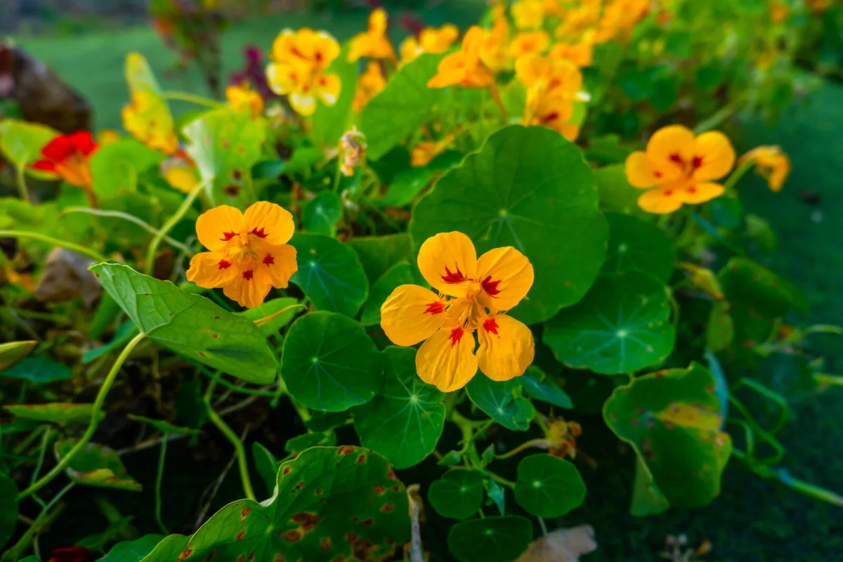 Kweek deze plant en je hebt sierwaarde, kruid en een natuurlijk hulpmiddel