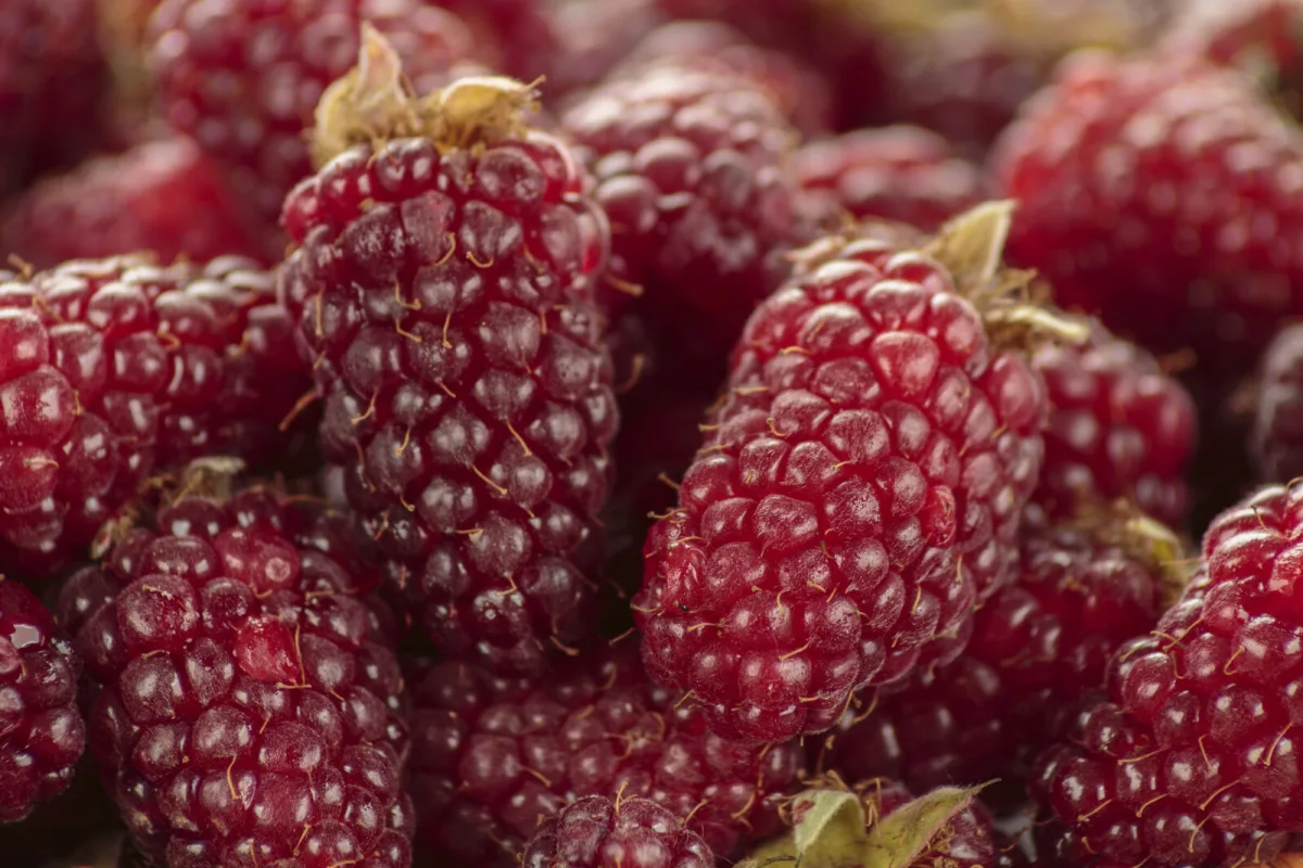 Tayberries / Photo: Depositphotos