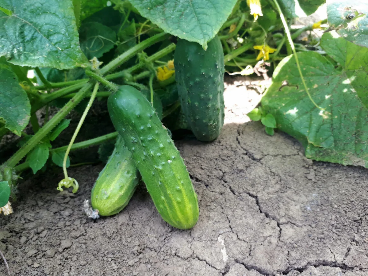A Five-Minute Feed Mix That Extends Cucumber Harvest by Weeks