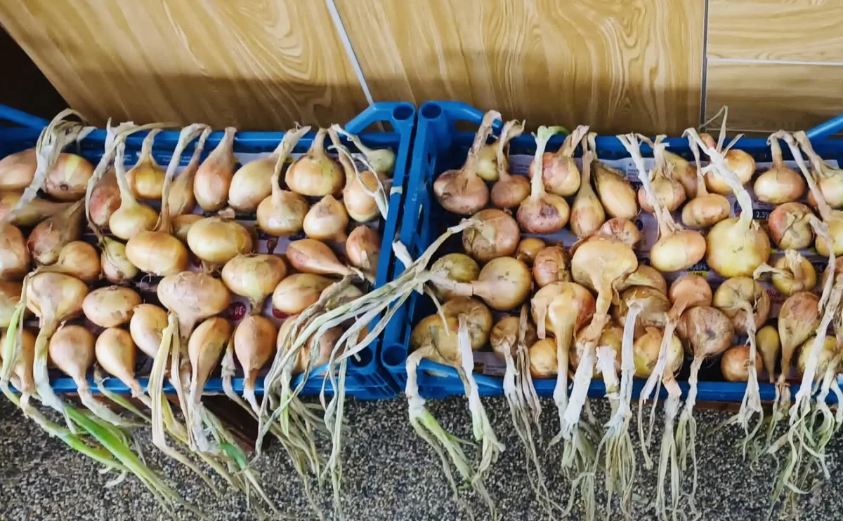 Come raccogliere, essiccare e conservare le cipolle per mantenerle fresche più a lungo