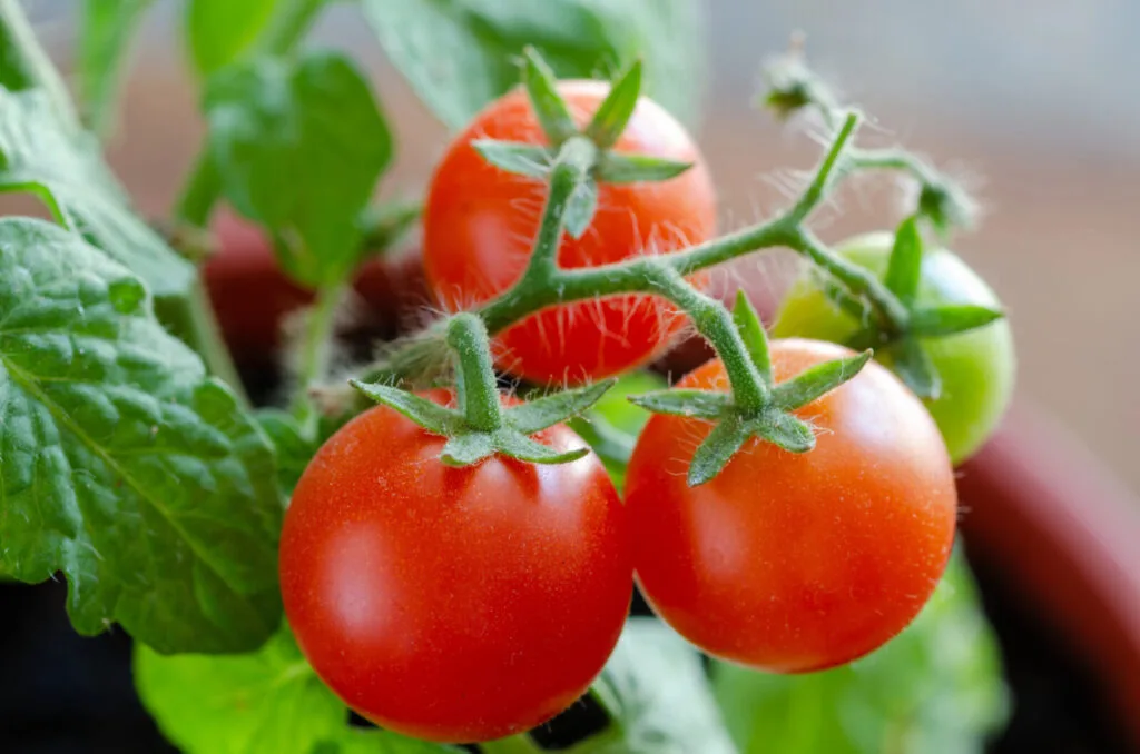 Tomatoes / Photo: Depositphotos
