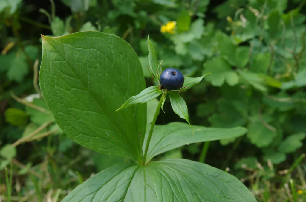 Herb-paris / Photo: Depositphotos 