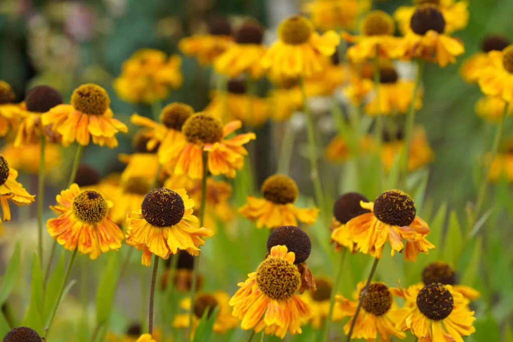 Coneflower / Depositphotos