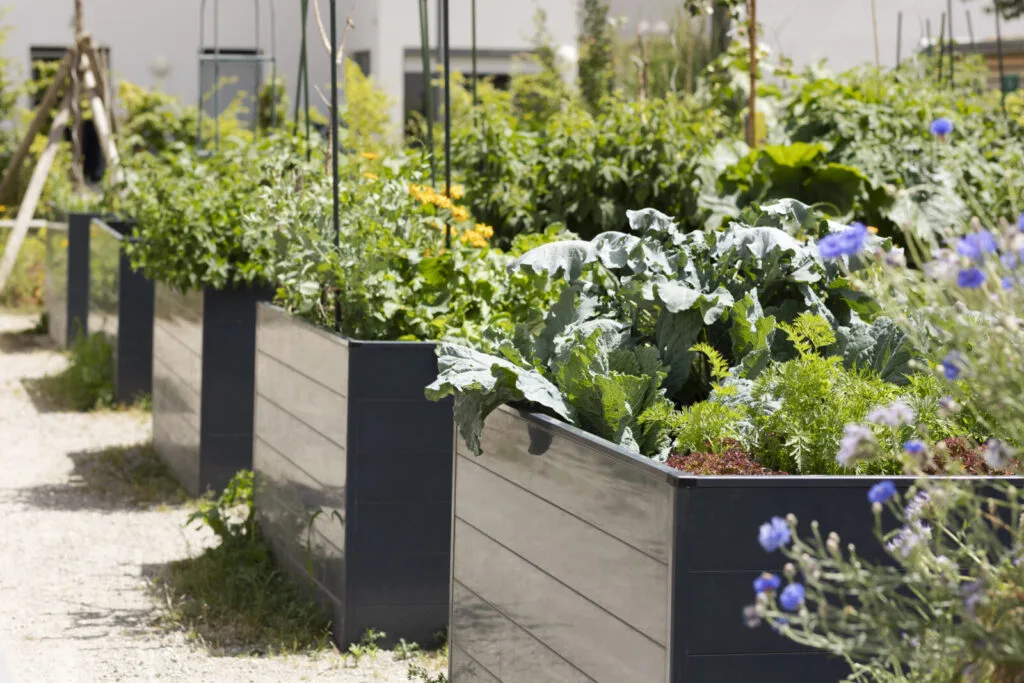 Raised beds