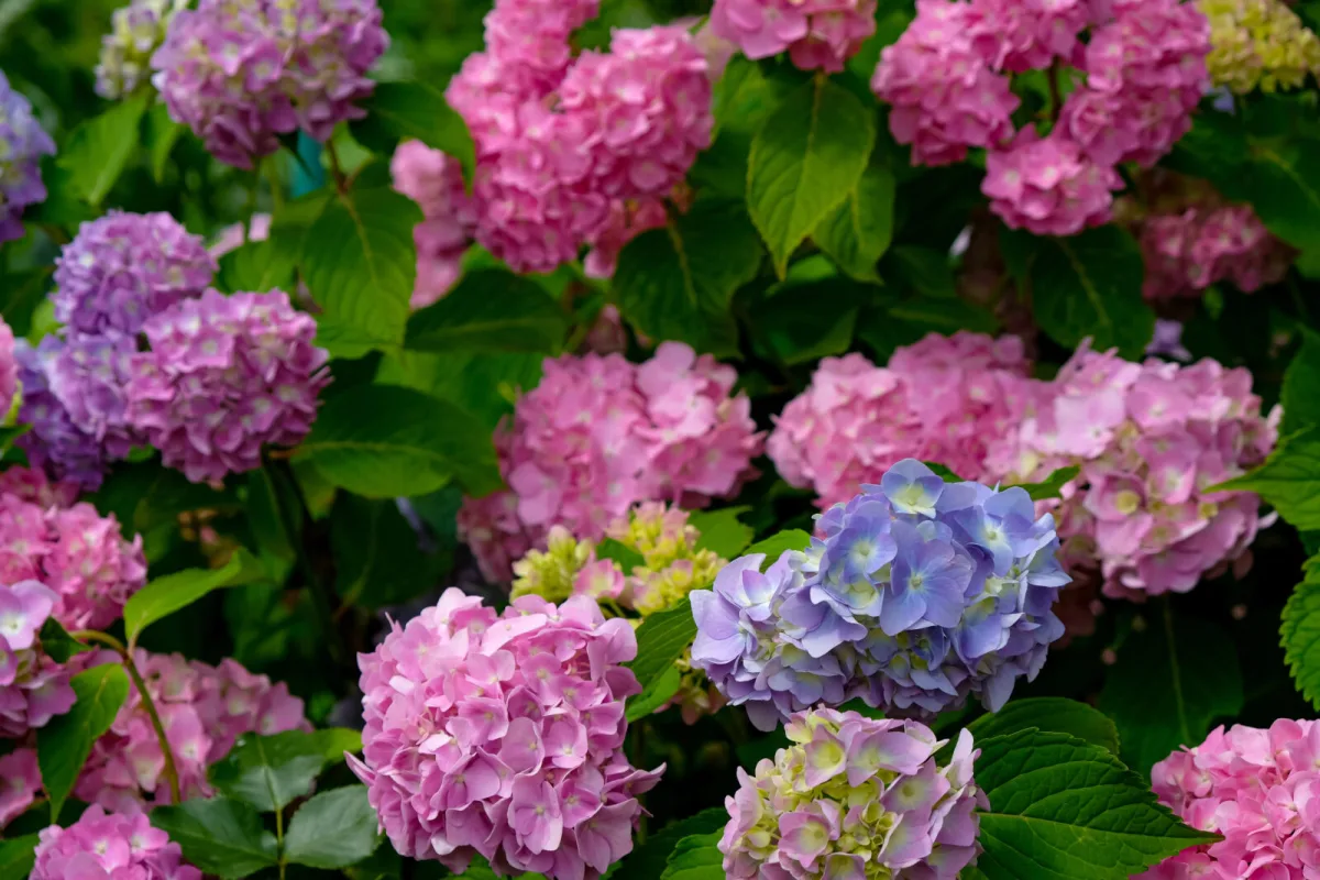 A Browning Hydrangea Isn’t the End, This Usually Saves It