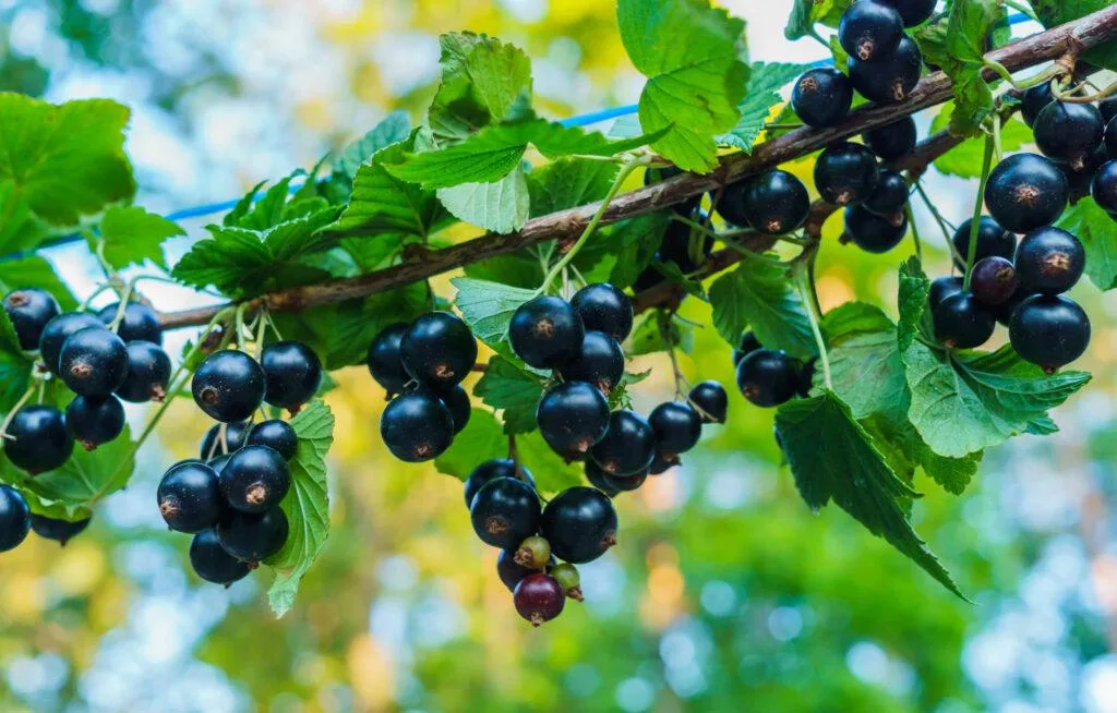 Ribes nero