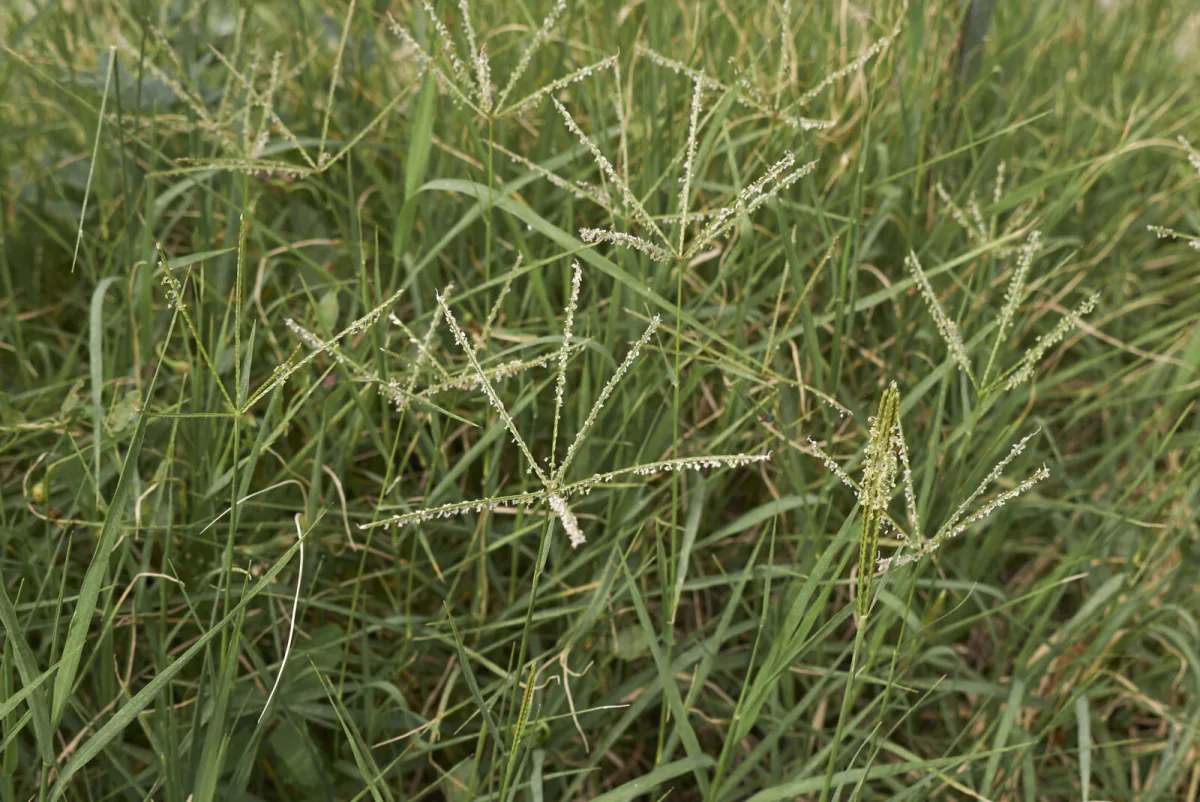 Once You Let This Weed Into Your Garden, You’ll Regret Hesitating