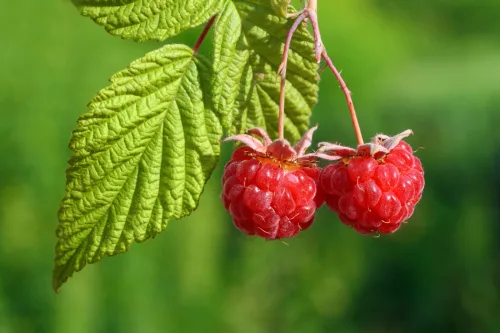 A Simple Trick That Helps Raspberries Fruit More and Deters Pests