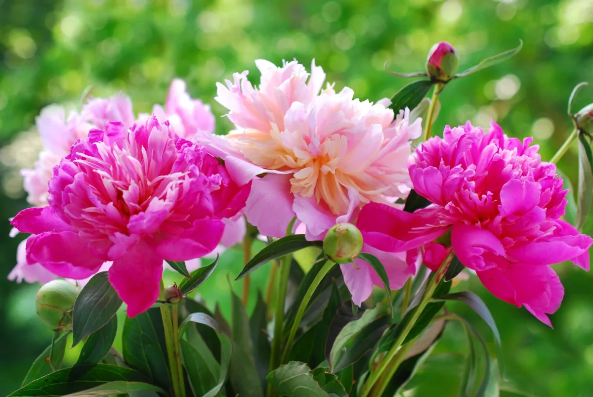 Pivoines / Depositphotos