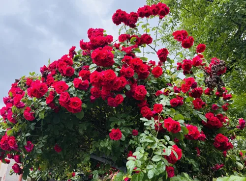 When Roses Flower Nonstop Simple Rules for Summer Success