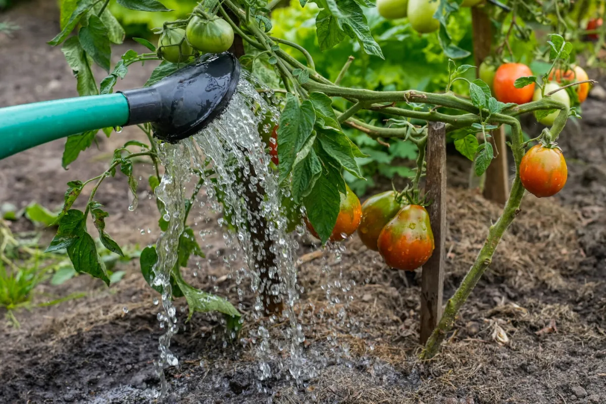 Irrigazione dei pomodori / Depositphotos