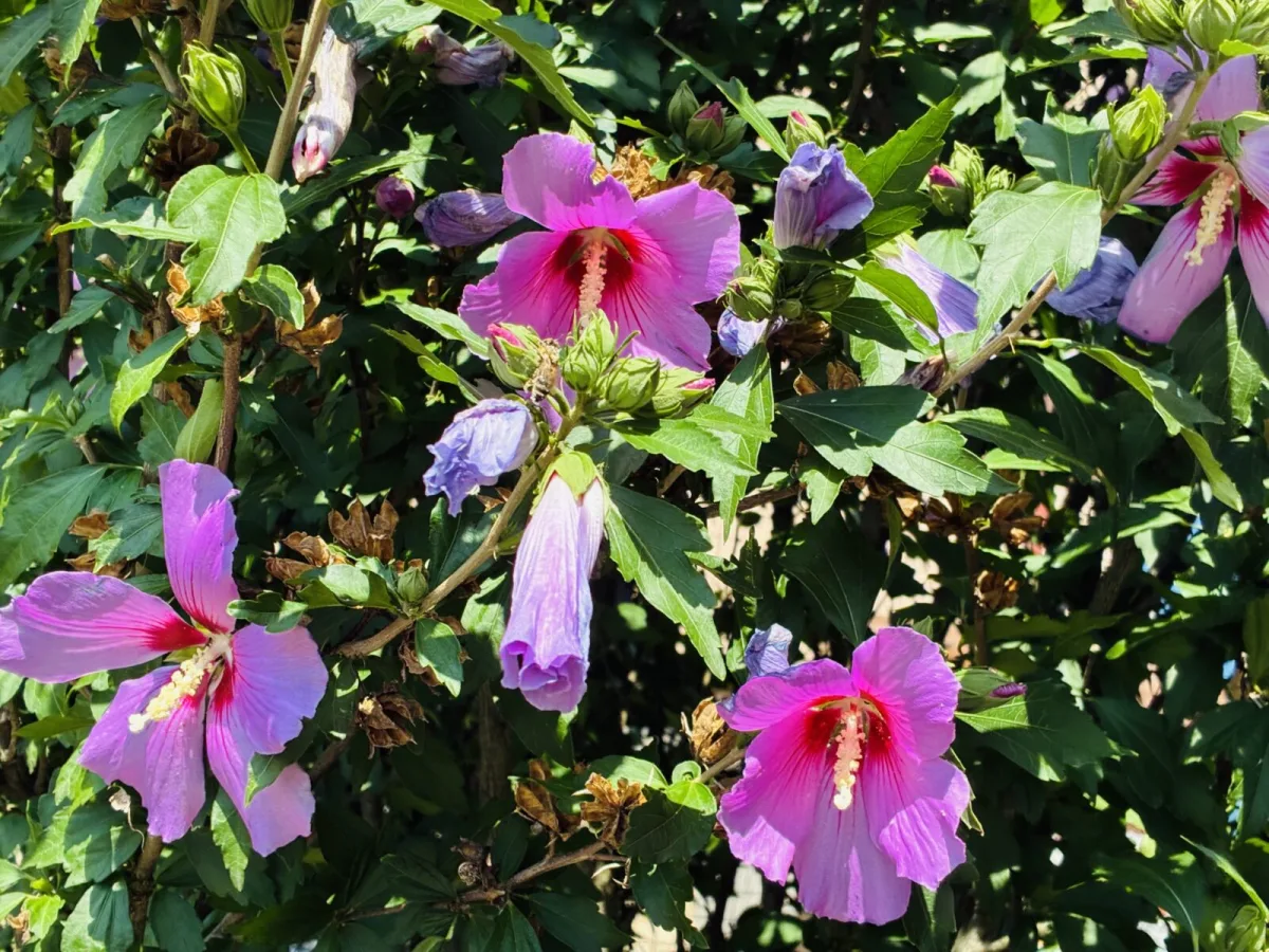 Hardy hibiscus / Photo: Pestrazahrada.cz