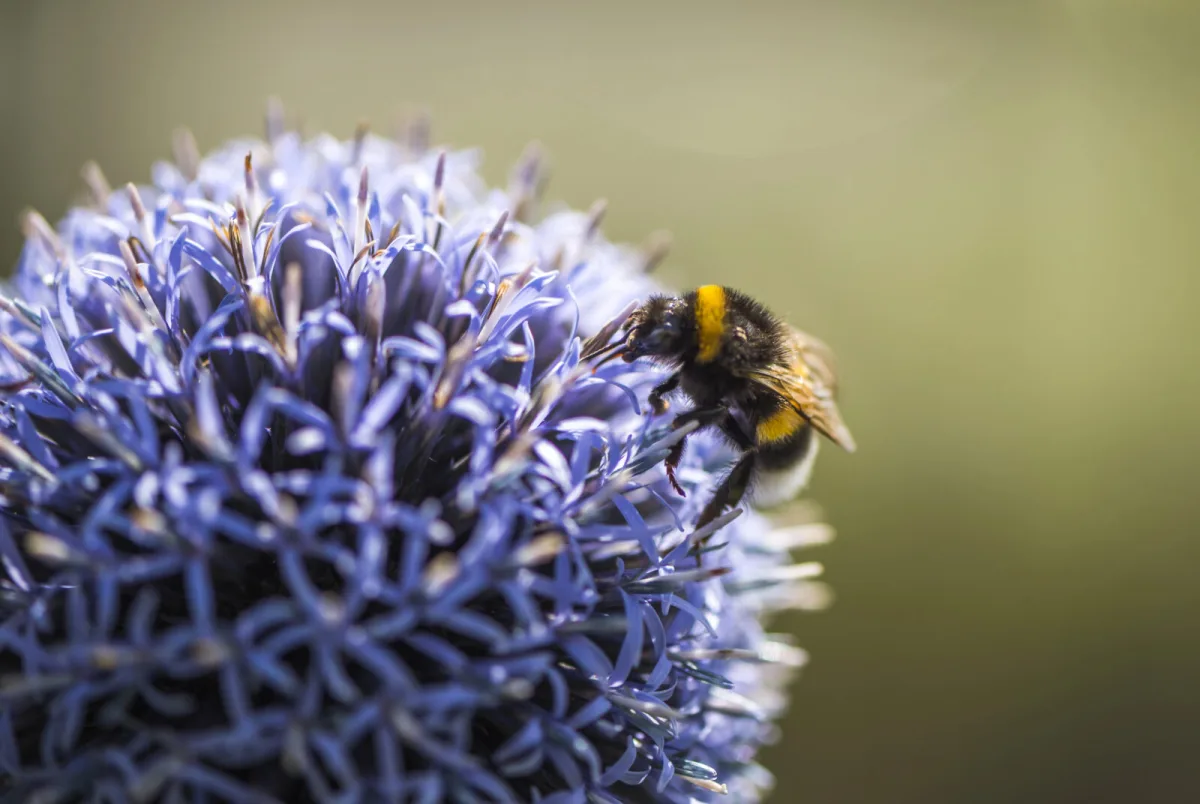Echinops (Echinops) / Foto: Depositphotos