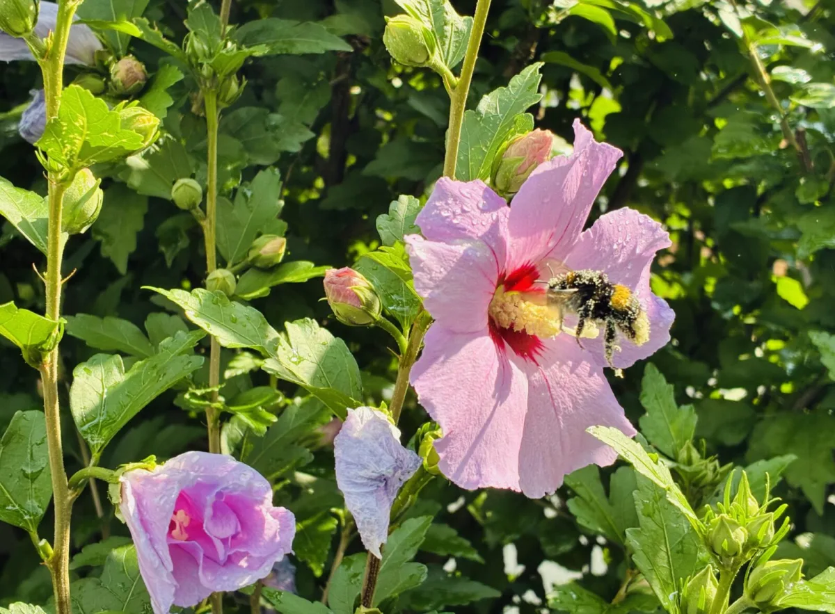 Hibiscus attracts pollinators / Photo: Pestrazahrada.cz