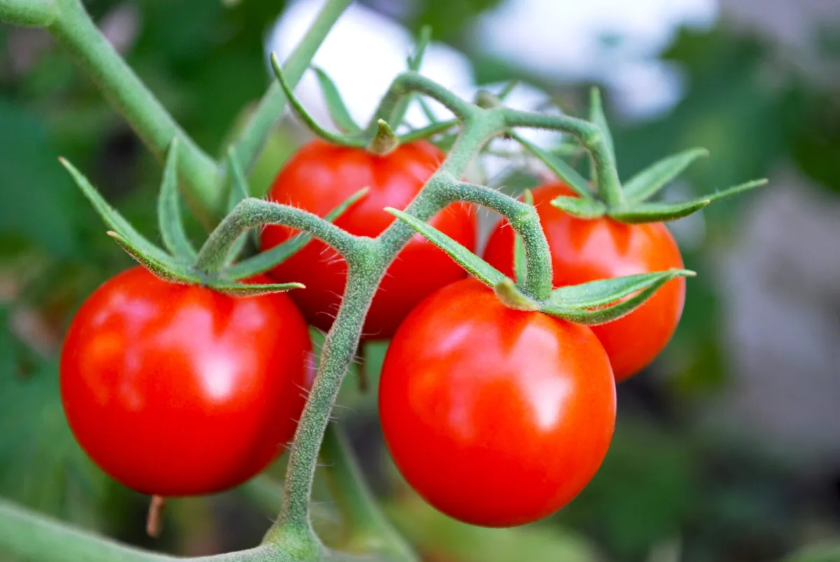 Grandma’s Tomato Trick to Extend the Harvest Into Autumn