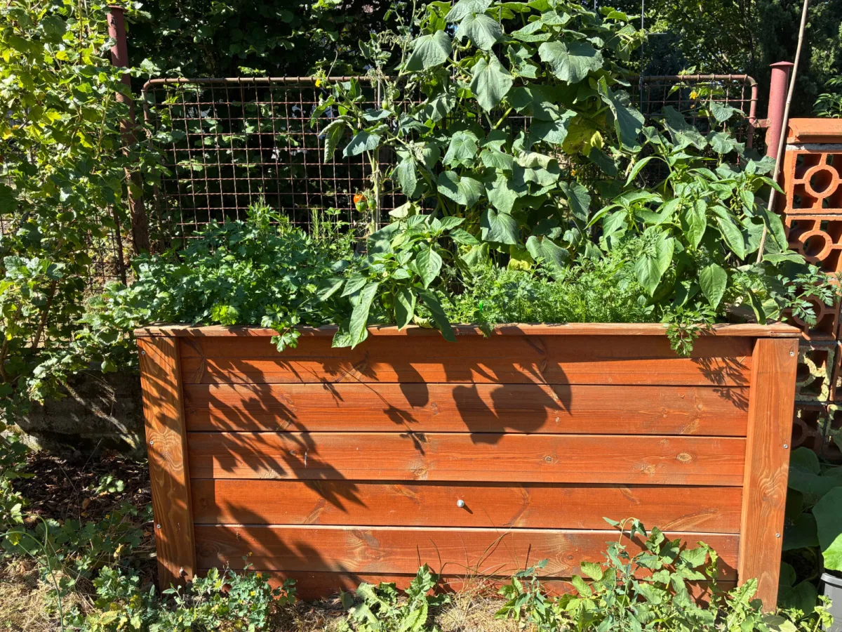 The Hidden Drawback of Raised Beds Can Cost You Time and Money