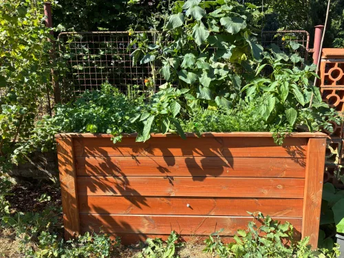 The Hidden Drawback of Raised Beds Can Cost You Time and Money