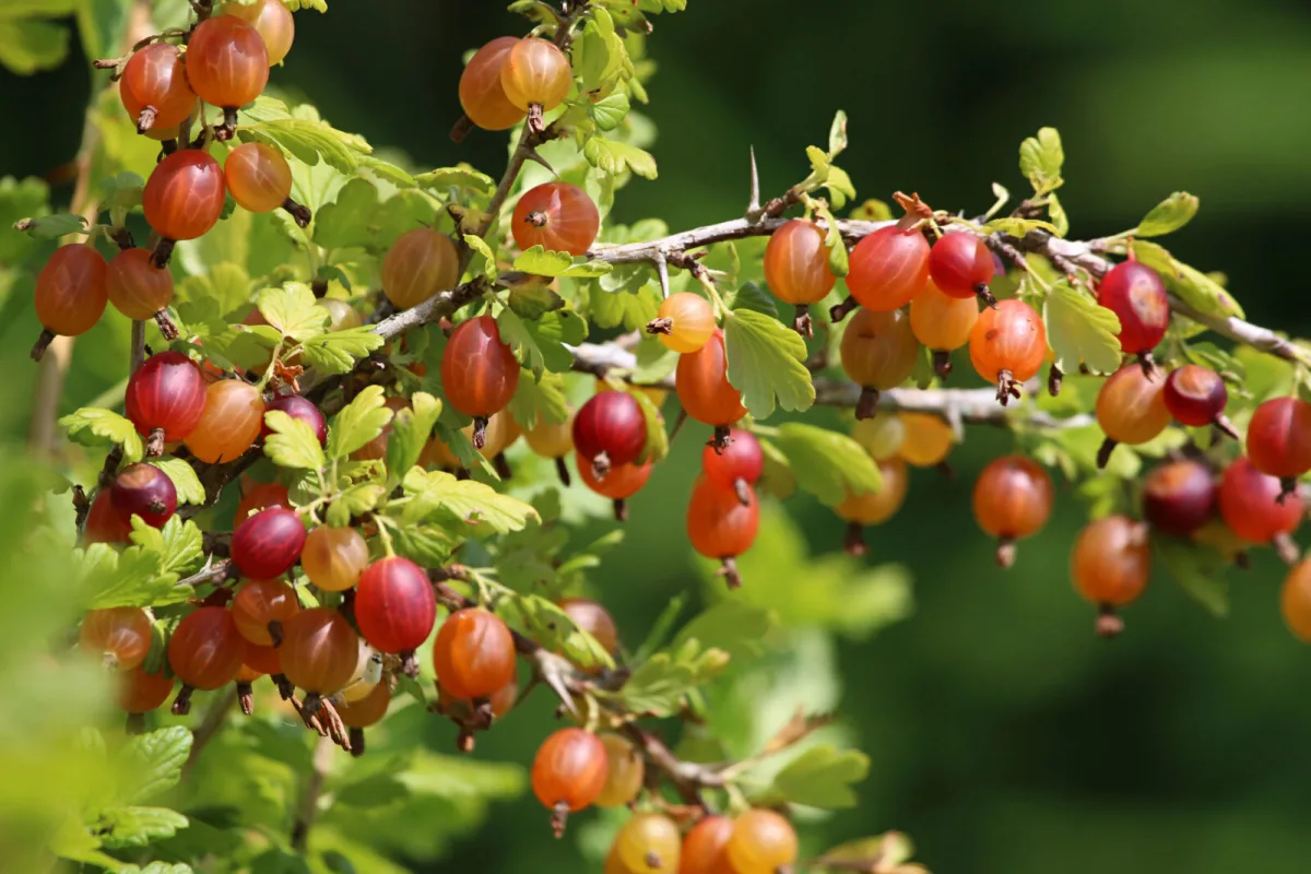 Forgotten Fruit from Grandma’s Garden A Small Miracle for Health