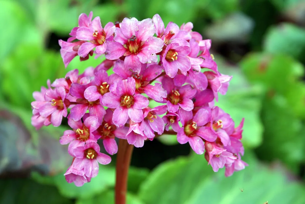 Bergenie als ganzjähriger Gartenschmuck für Schatten und Sonne