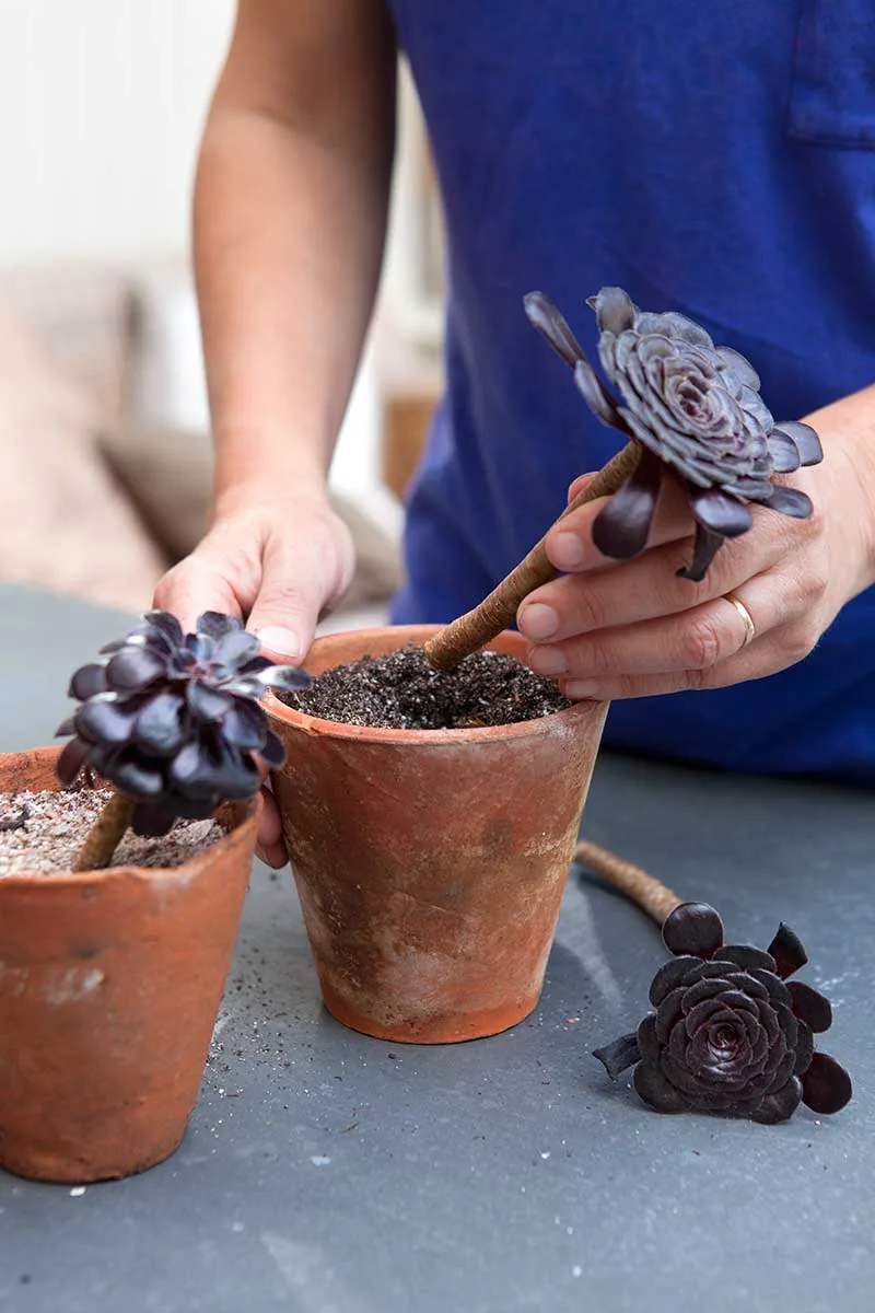 Tree aeonium propagation / Photo: Sarah Cuttle/Gardener´s World