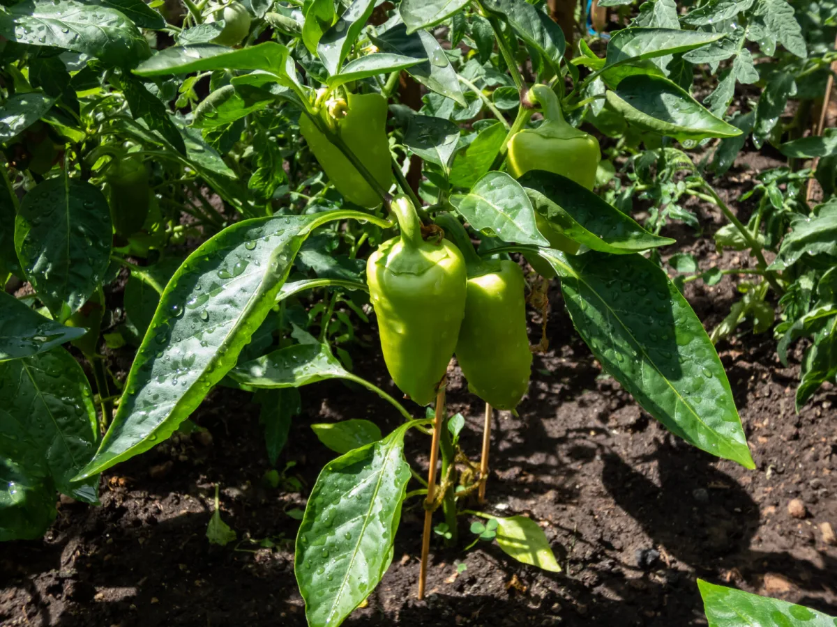 The Secret to Steady, Heavy-Cropping Peppers Isn’t Any Miracle Fertiliser