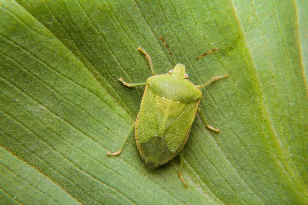 Green stink bugs / Photo: Depositphotos