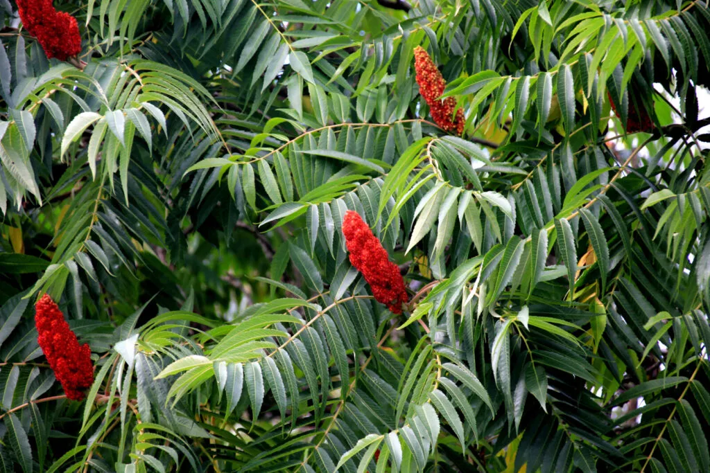 Sumac / Depositphotos