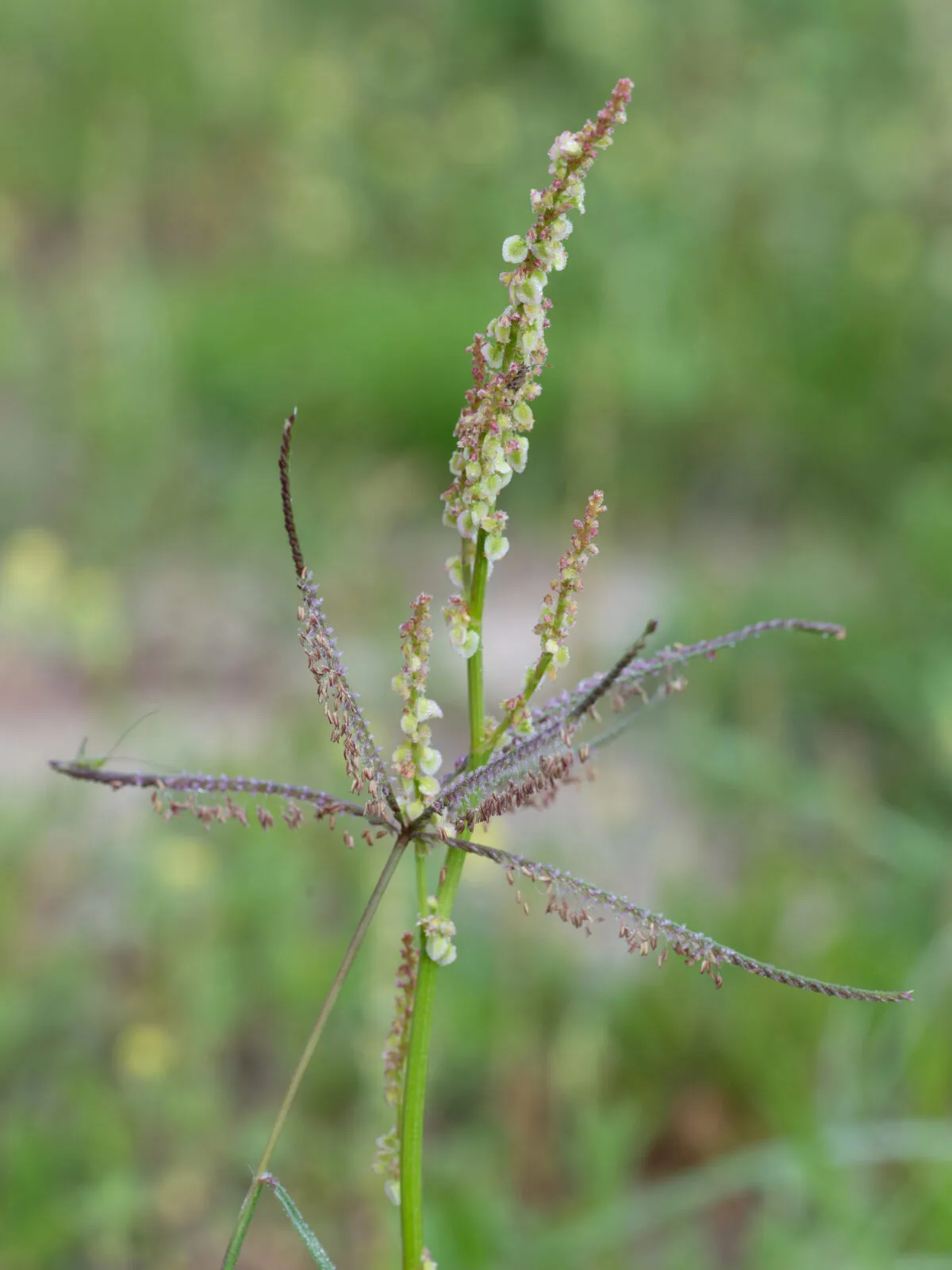 Crabgrass / Photo: Depositphotos