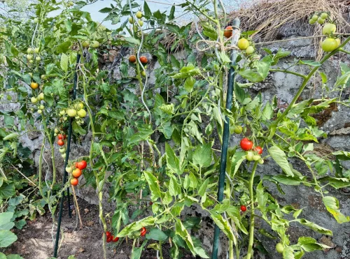 Etter hete dager hjelper riktig beskjæring og et beskyttende lag med mulch tomatene