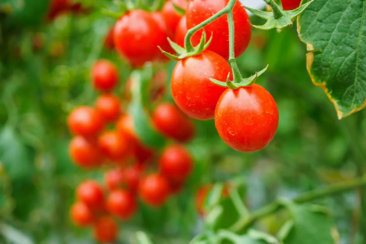 Two common household ingredients can replace expensive tomato sprays and boost your harvest