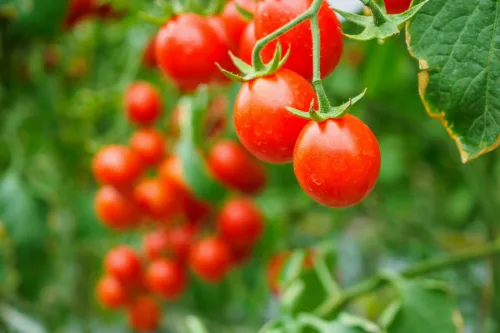 Two common household ingredients can replace expensive tomato sprays and boost your harvest