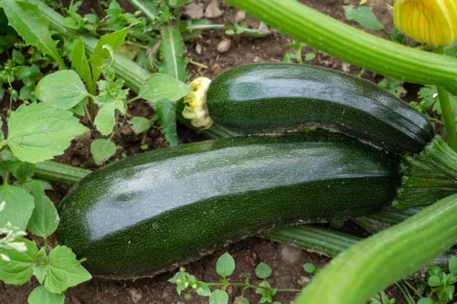 When Zucchini Can Be Toxic and How to Spot the Risk Early at Home and in the Garden