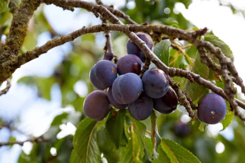 How to Prune a Plum Tree After Harvest So It Stays Healthy and Crops Better