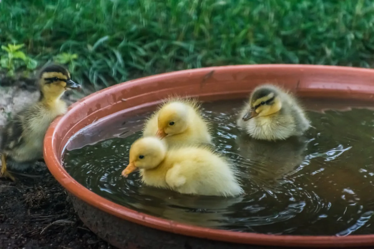 Bathing ducklings / Photo: Depositphotos