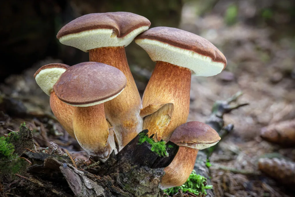 Bay bolete / Photo: Depositphotos