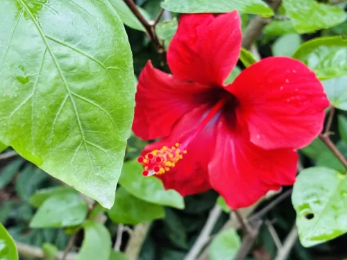 A Few Simple Tricks for Masses of Flowers on Hardy Hibiscus