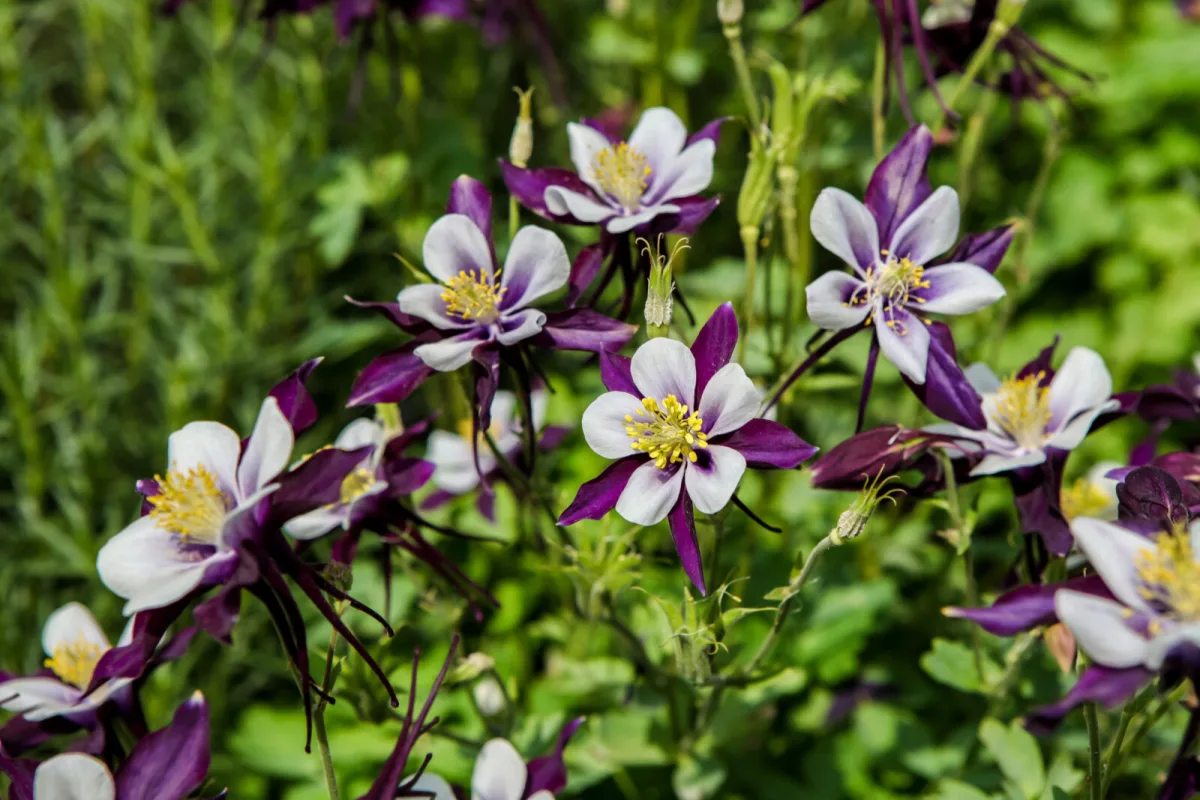 Columbine / Photo: Depositphotos