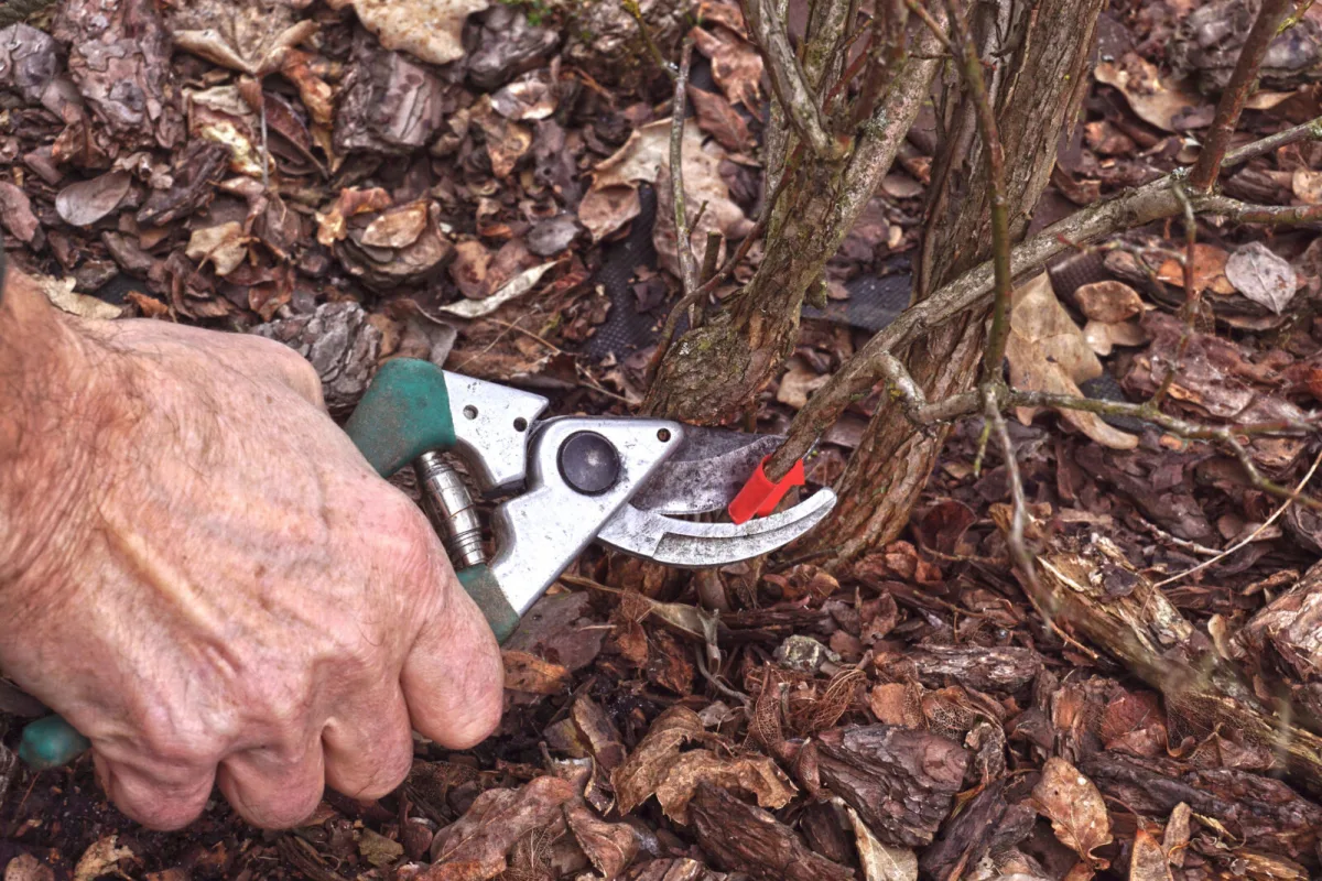 Pruning a blueberry bush / Photo: Depositphotos