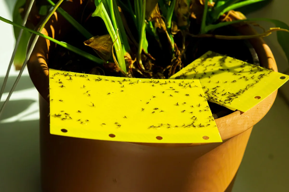 Yellow sticky tape / Photo: Depositphotos