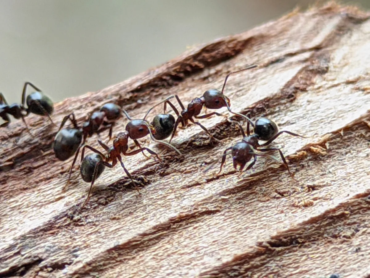 An Ant Trail on a Tree Reveals the Problem Hiding in the Canopy