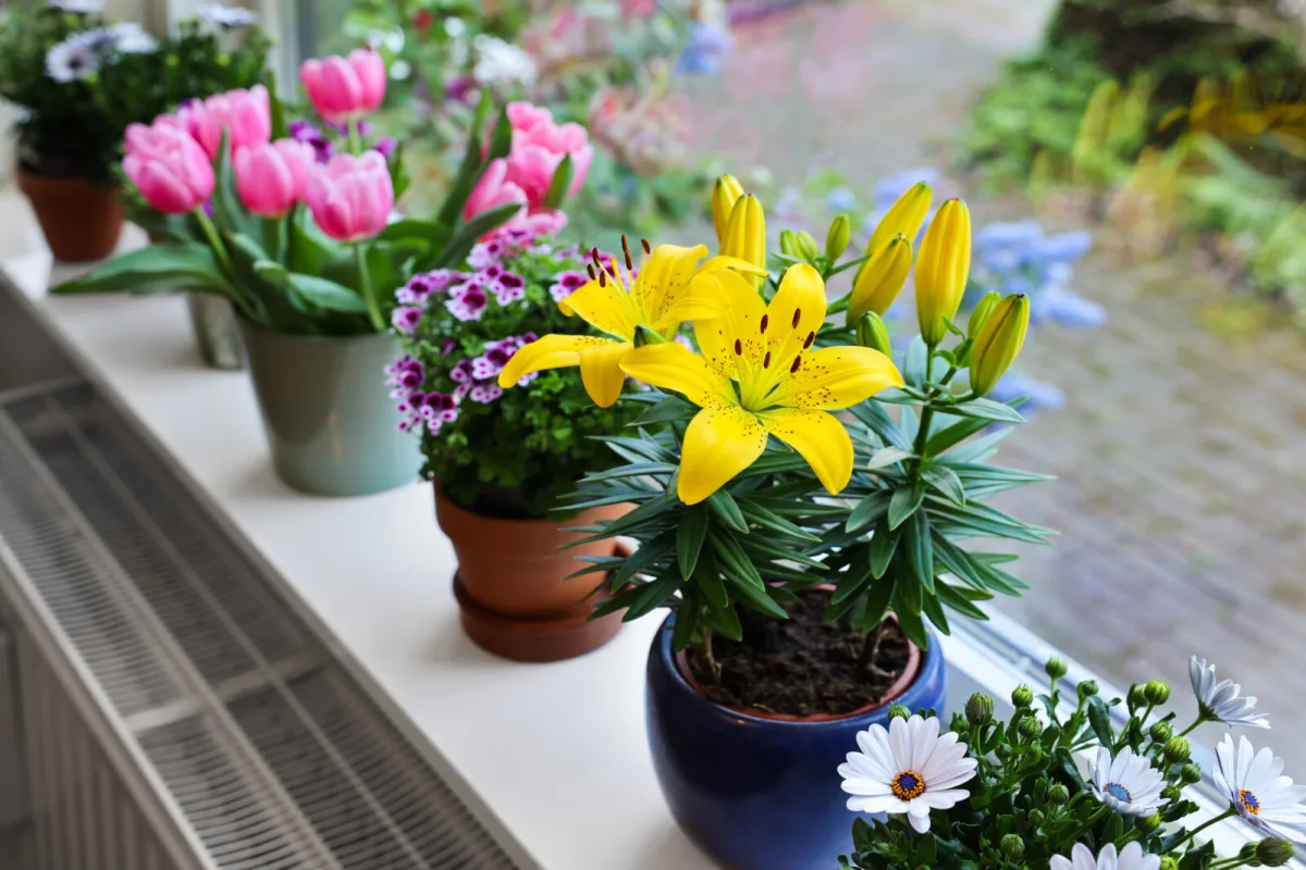 A Simple Trick for Getting Rid of Gnats in a Plant Pot Our Grandmothers Swore By