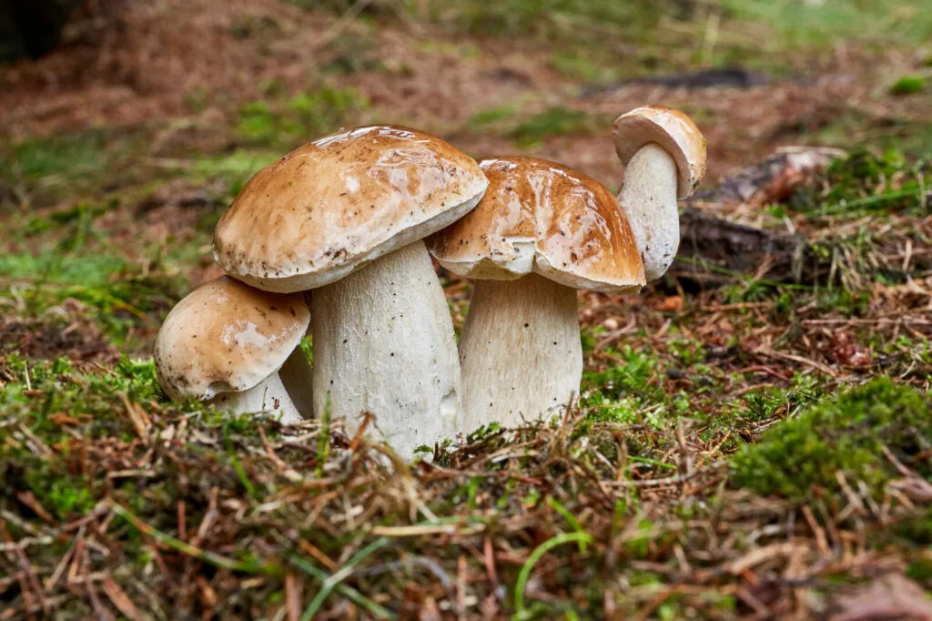 Porcini / Photo: Depositphotos