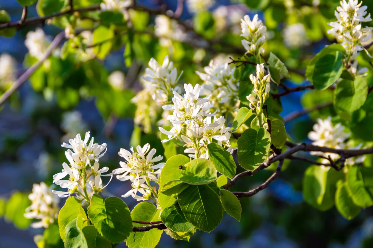 Serviceberry / Photo: Depositphotos