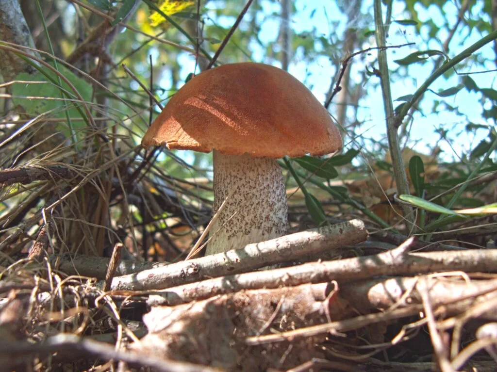 Birch boletes/orange birch boletes / Photo: jdx – Own work, CC BY-SA 3.0, Wikimedia