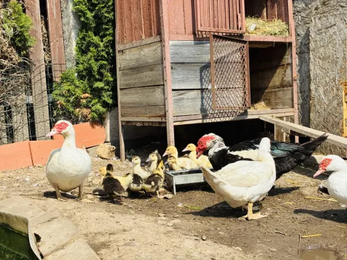 Common Mistakes When Raising Ducklings at Home and How to Avoid Them