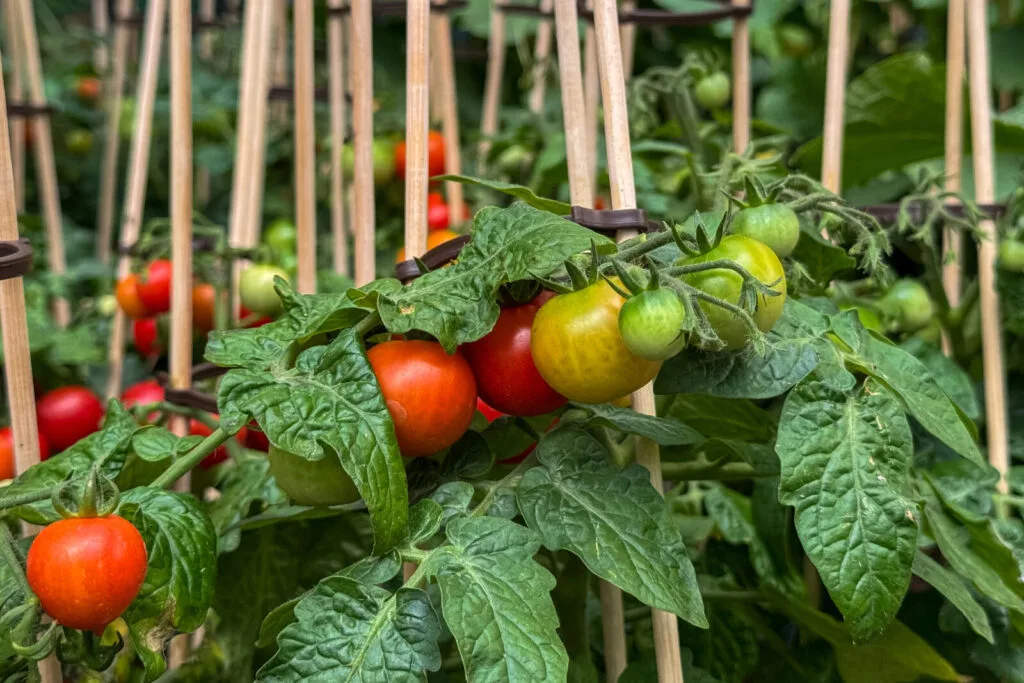 Ripening tomatoes / Photo: Depositphotos
