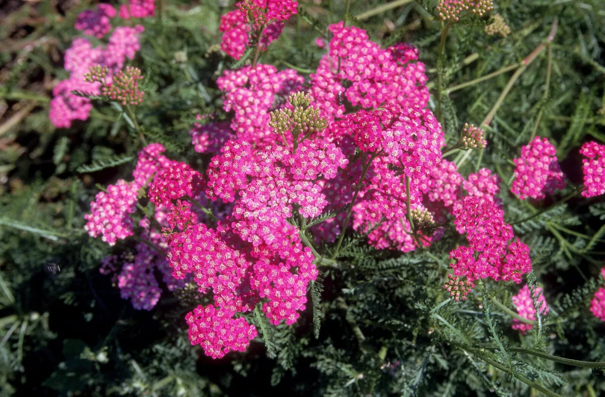 A perene que adora calor e retribui com flores mesmo quando as outras secam