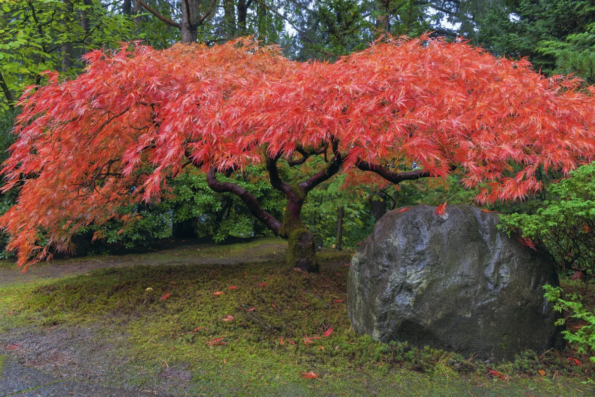 Japanese maple / Depositphotos